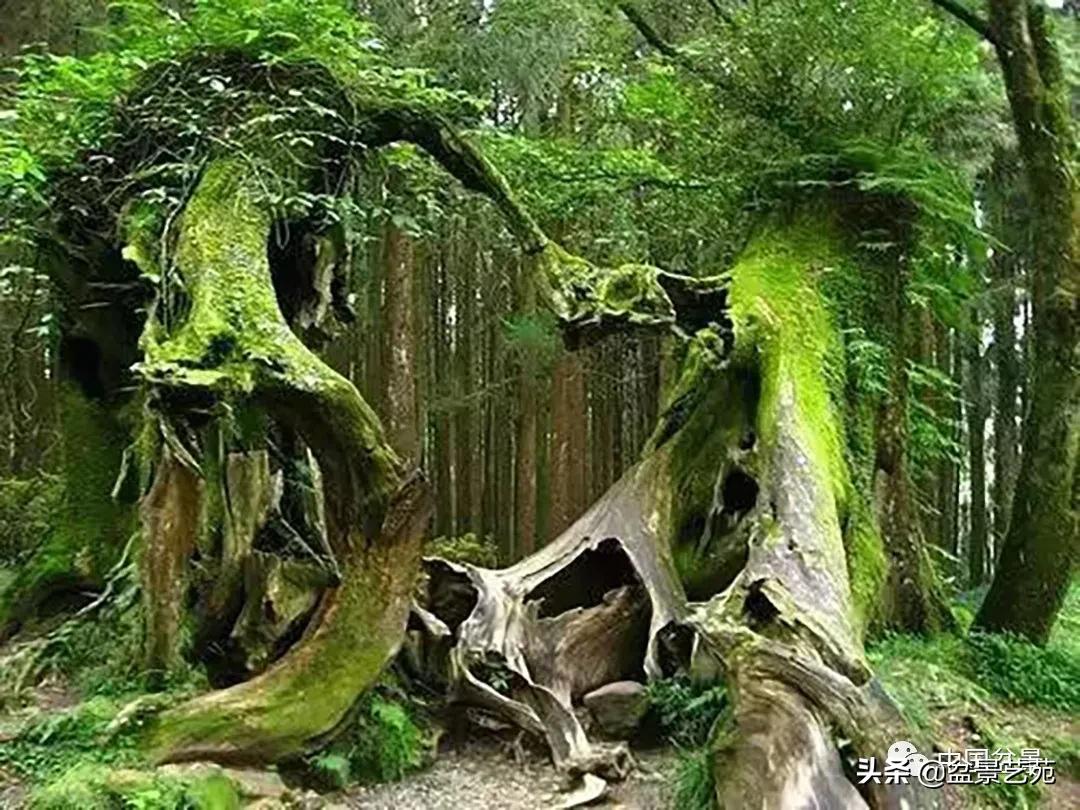 老树桩的造形特征有哪些,论述树桩盆景主要流派的艺术特点