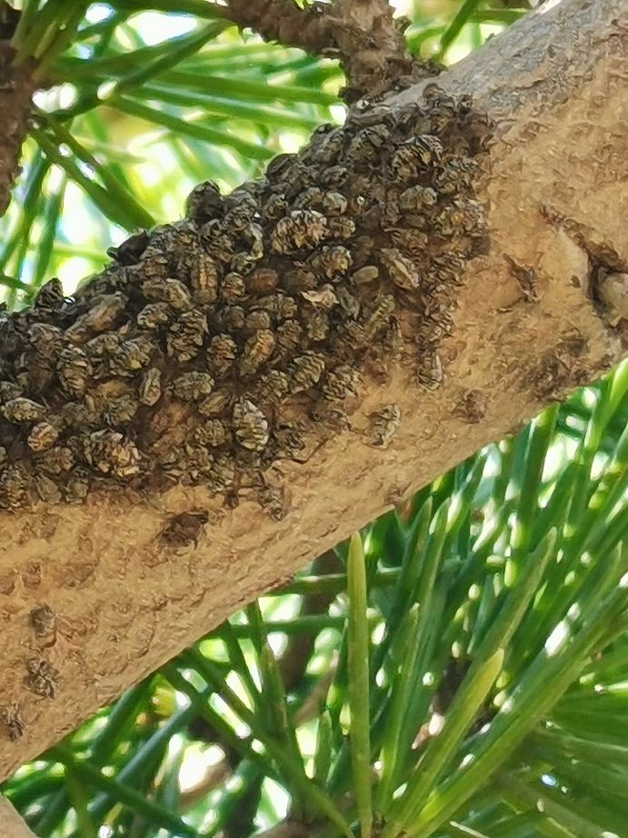 松大蚜防治药剂,松大蚜打药几小时能死掉