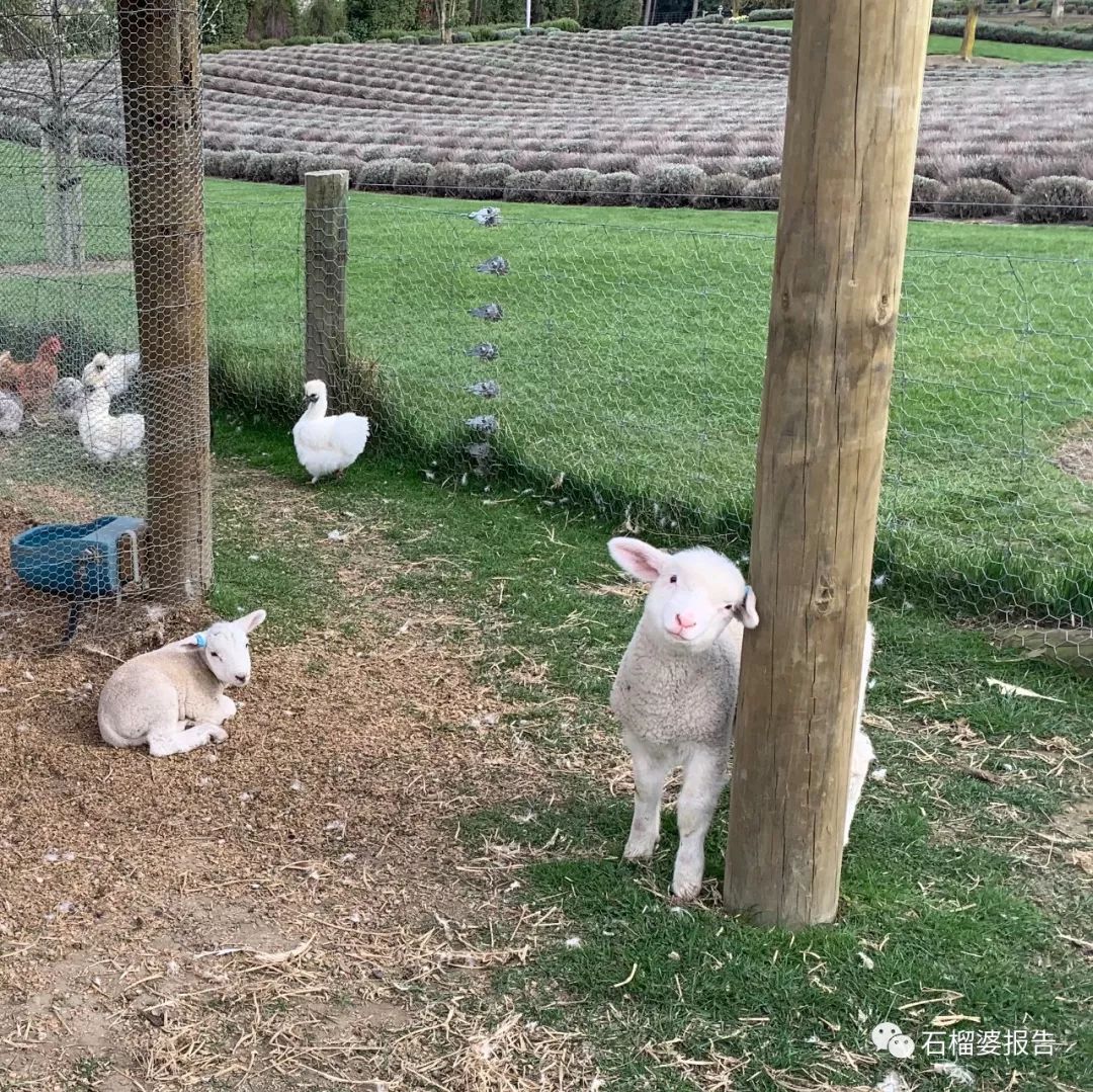 旅行7天,新西兰霍比特人村游记