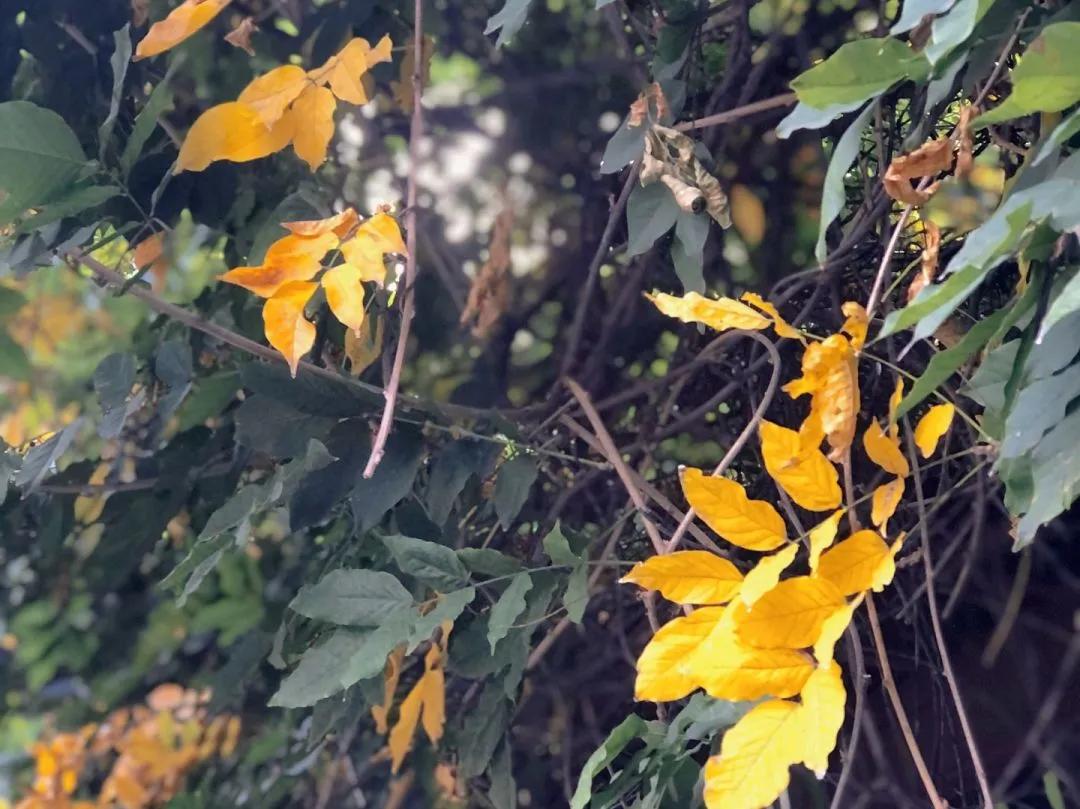 最美的风景美丽的校园,最美的风景就是校园