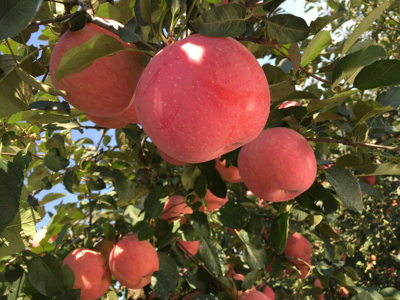 12月苹果哪里的产地最好吃,全国品质最好的苹果产区