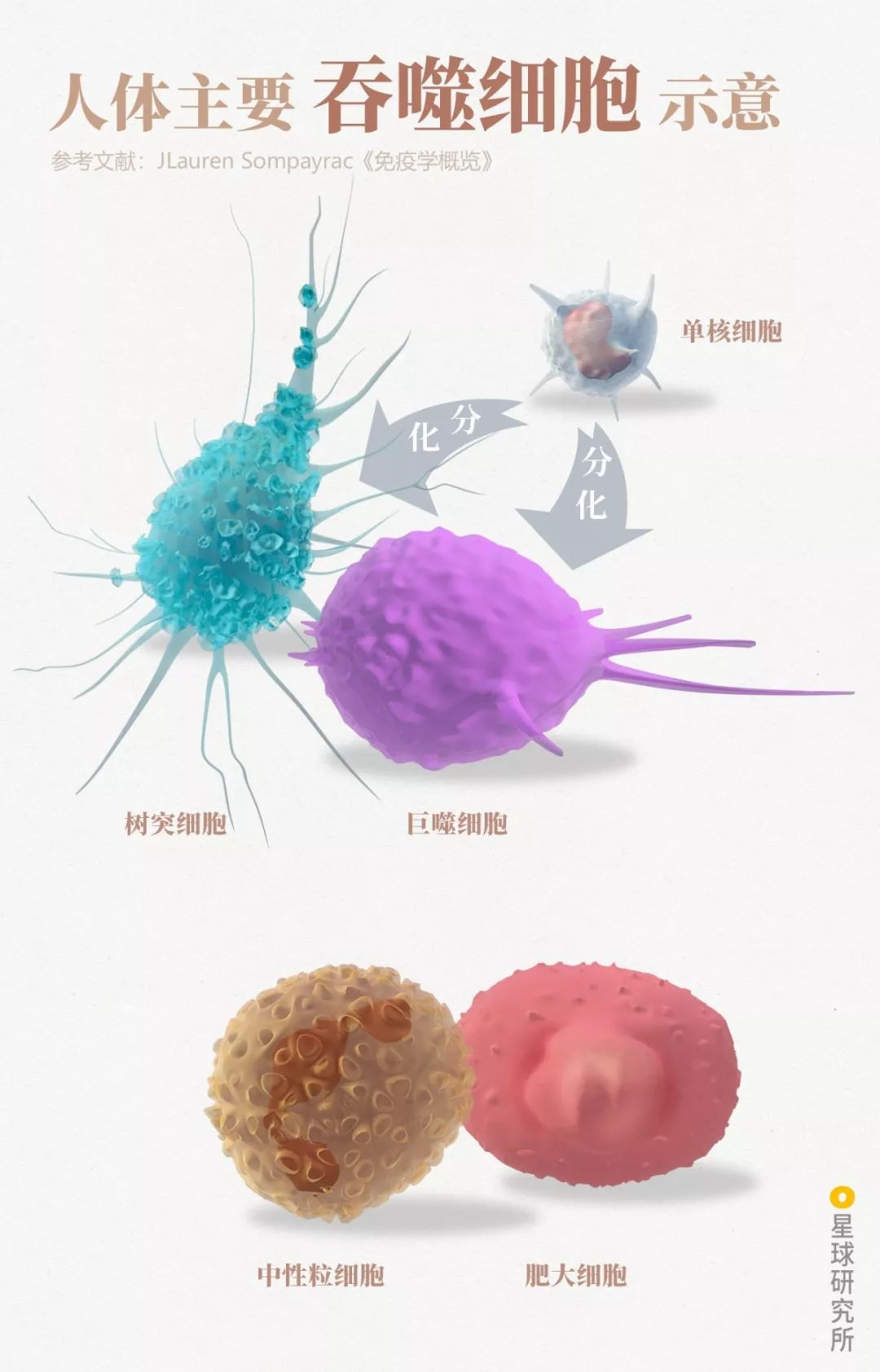 感染病毒后的168小时,你的体内都发生了什么?