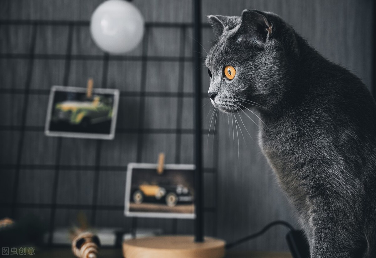 英国短毛猫价格一般多少钱,英国短毛猫成年多少斤