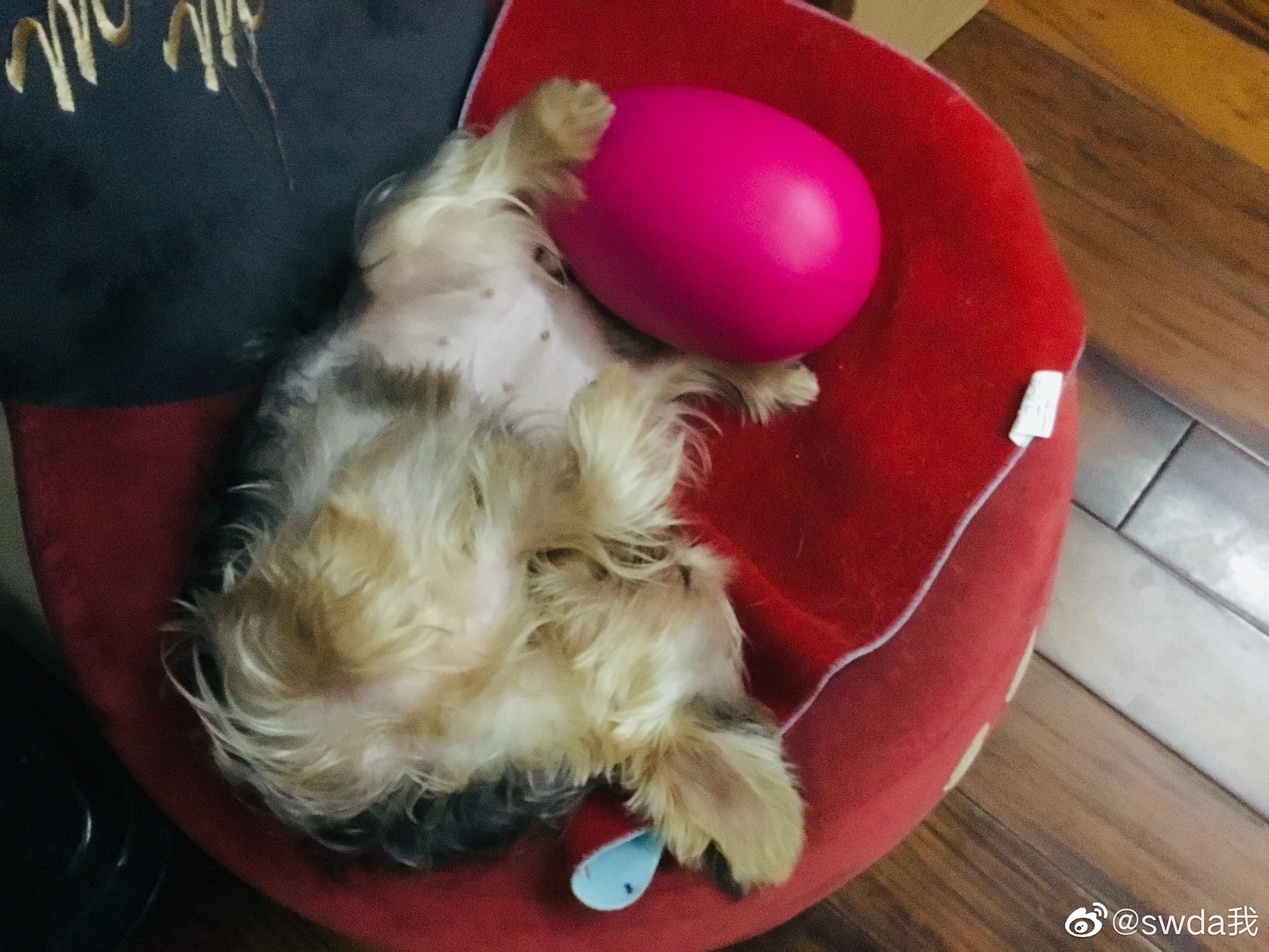 郭碧婷被曝已产女,郭碧婷方否认怀孕传闻完整版