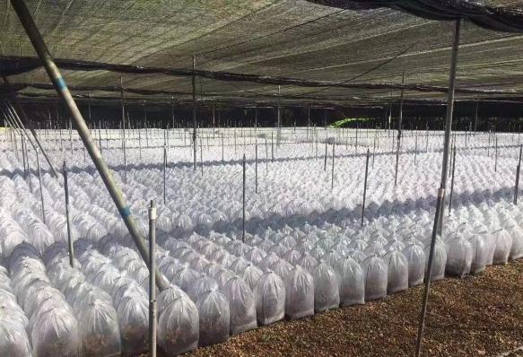 金线莲种植多长时间可采收,金线莲套袋种植病害防治