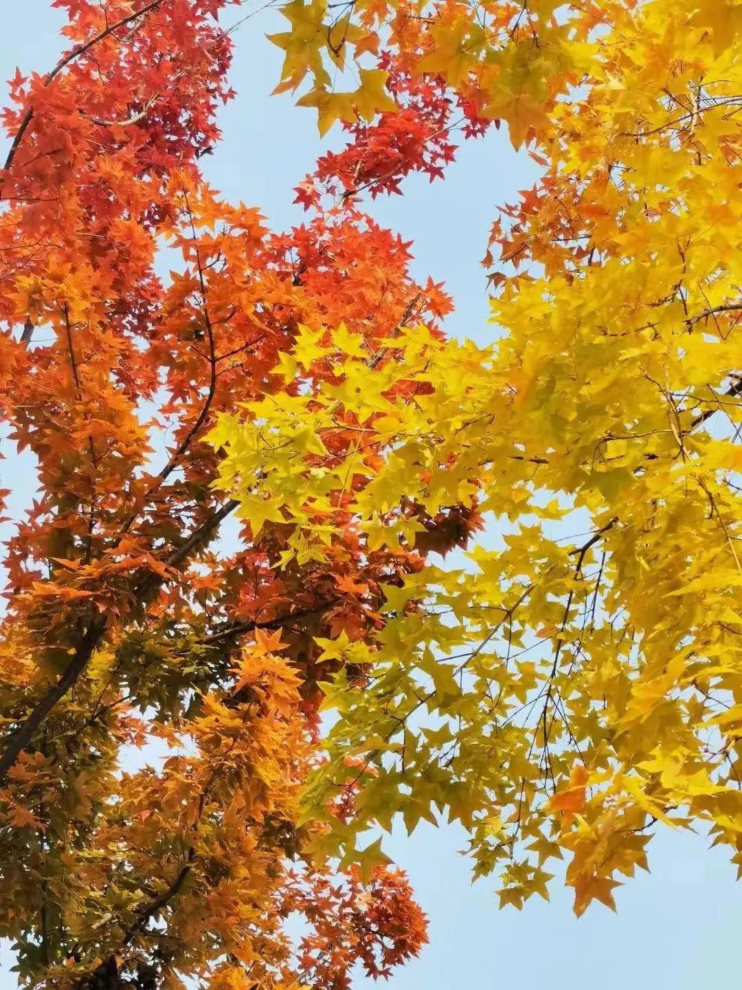 创森进行时丨立冬后，我把丰台的秋，收进了相册里