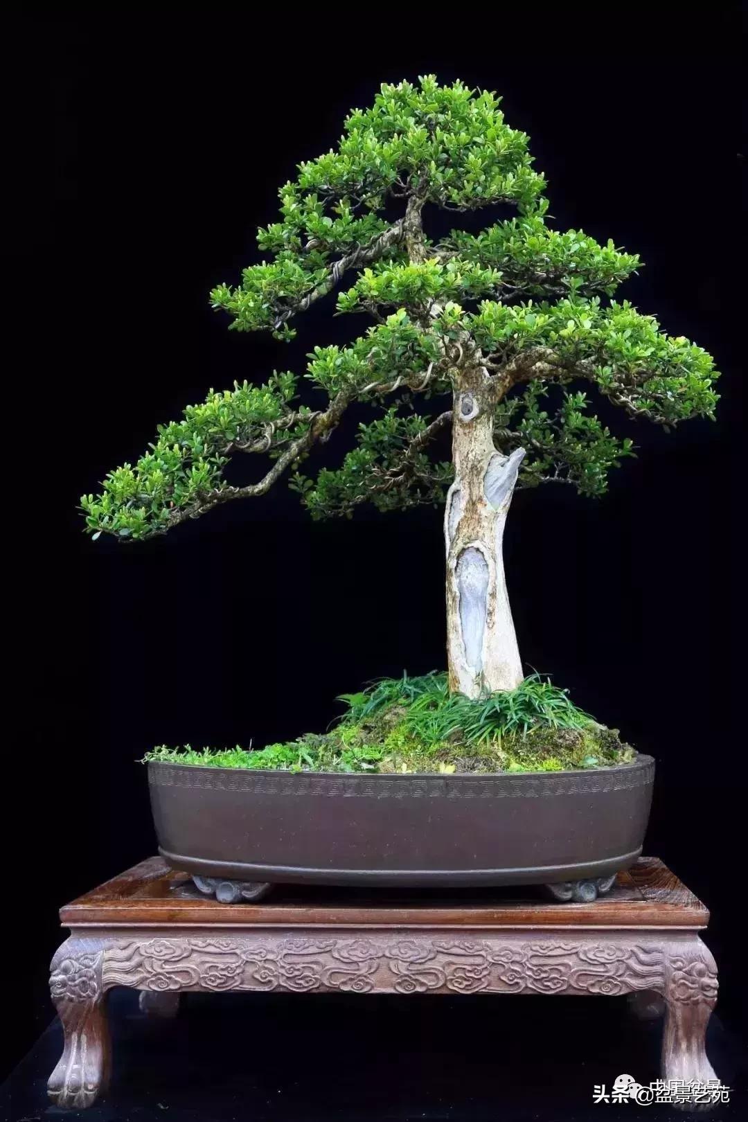 天生好养的36种盆景植物,什么植物盆景适合屋内养