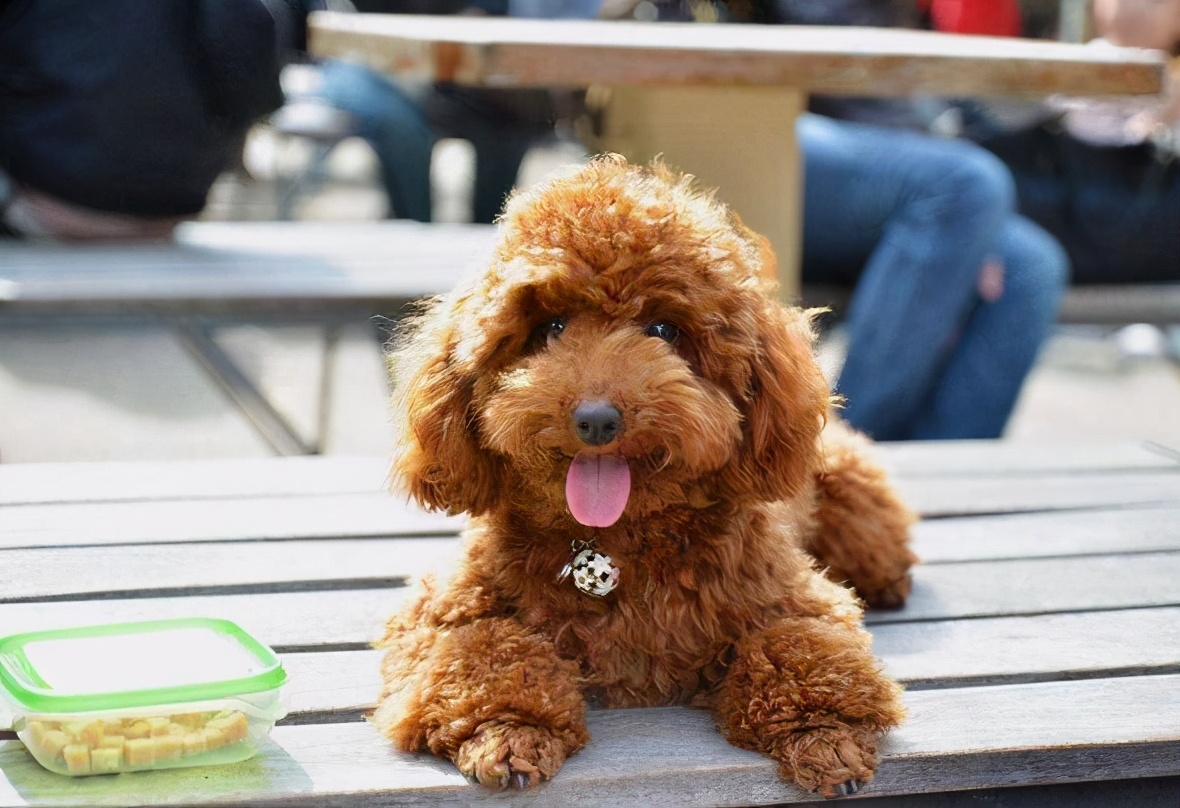 泰迪犬没有狗粮时吃什么食物好呢,泰迪犬喂狗粮好消化吗
