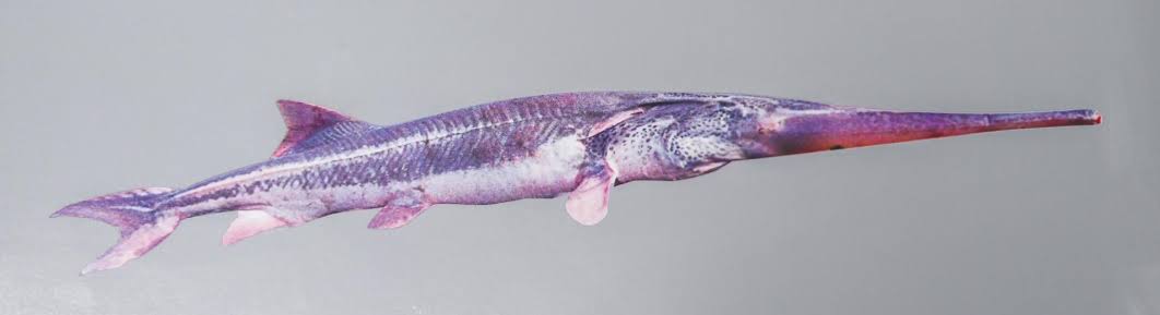 白鲟已经灭绝，中华鲟和长江鲟还好吗？