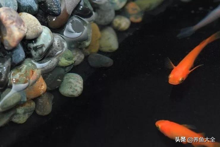 什么金鱼好养又好看,养哪种金鱼又好看又好养