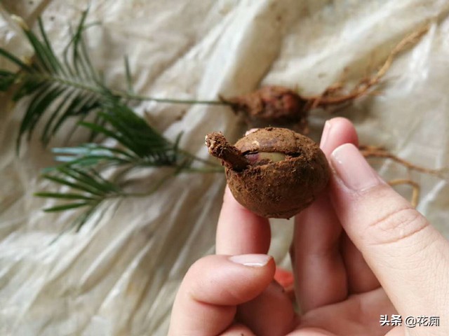 铁树买回家怎样栽盆,铁树盆栽技巧和管理技巧