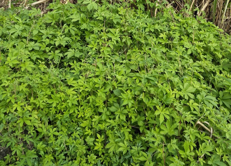 房顶长出杂草怎样消灭,墙里长出的草怎么清除