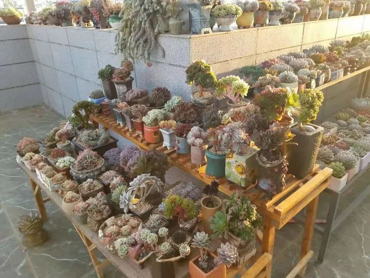 爱机车，爱多肉，宝妈花姐的诗和远方