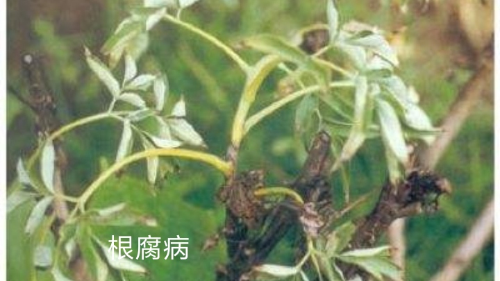 国色天香的牡丹花开了,国色天香的牡丹花画法