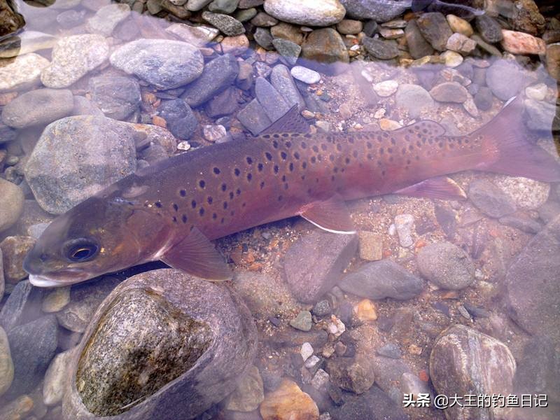 中华鳖保护动物,鳖是国家一级保护动物么