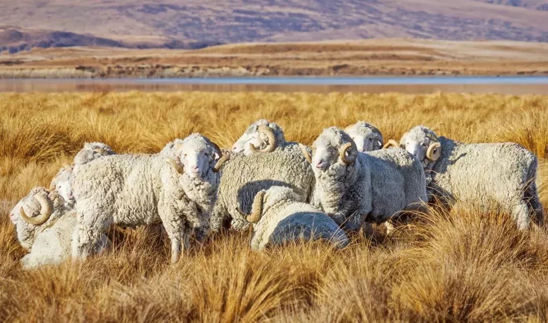 小蓝羊清仓特价,小蓝羊加绒防水靴