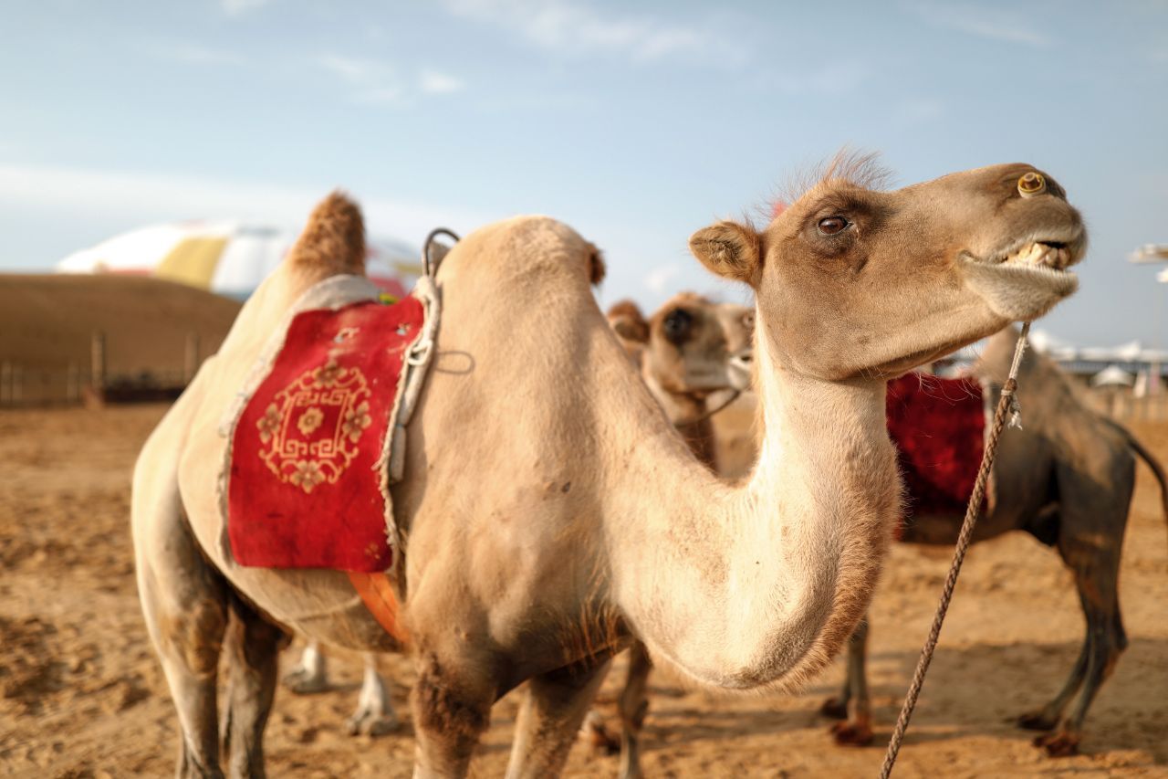 在沙漠中遇到死去的骆驼,在沙漠中碰到死后的骆驼