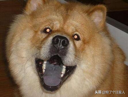 松狮犬优点和缺点分析图,松狮犬最怕什么