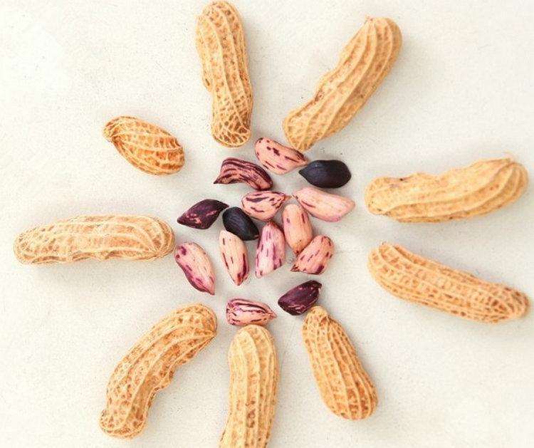 七彩花生是不是转基因花生,红皮花生和七彩花生谁好