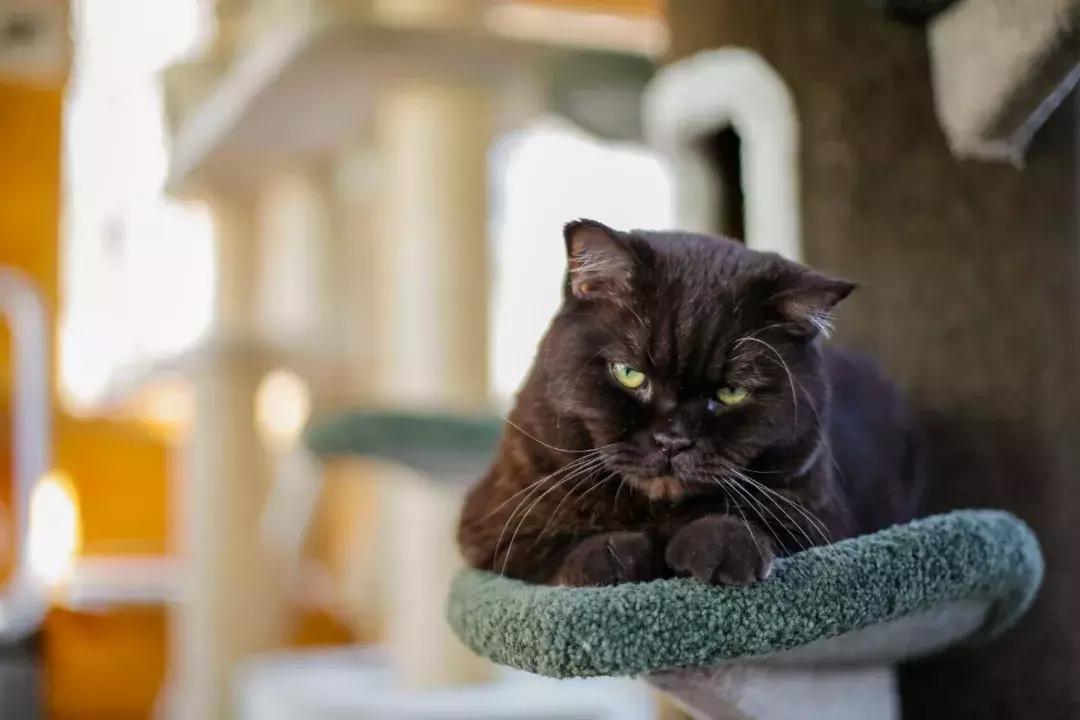 年纪大了老忘事语言表达也不利索,年龄大了忘事怎么办视频