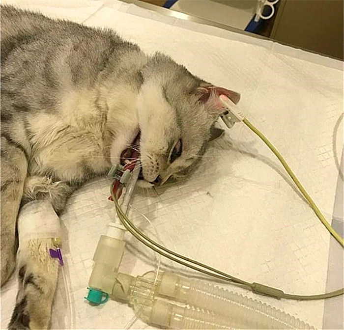 猫咪肺水肿是因为心脏病么,猫咪肺水肿会导致胸水吗