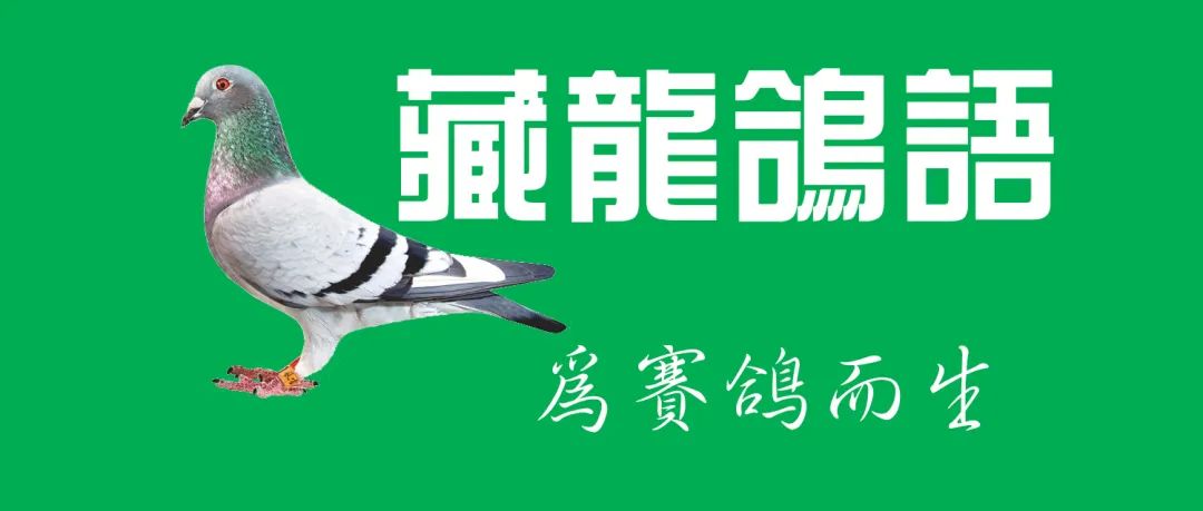 小白鸽难度怎么样,赛鸽浅白砂眼图