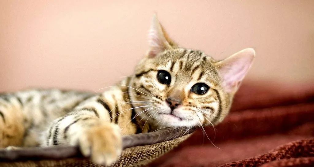 猫咪肠胃炎禁水禁食多久恢复健康,猫咪肠胃炎的症状及治疗方法