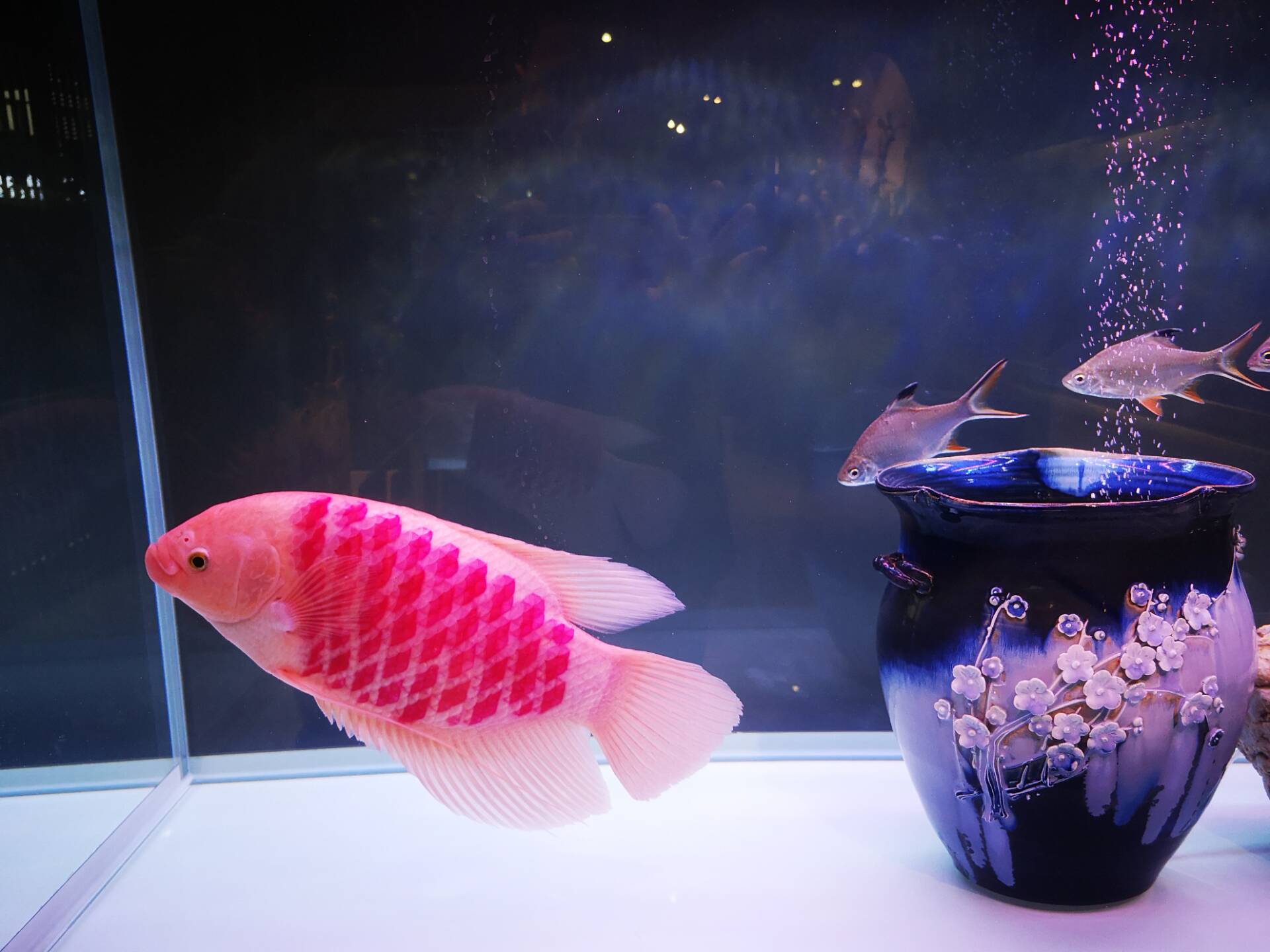 天热养观赏鱼需注意什么,夏季养观赏鱼注意什么