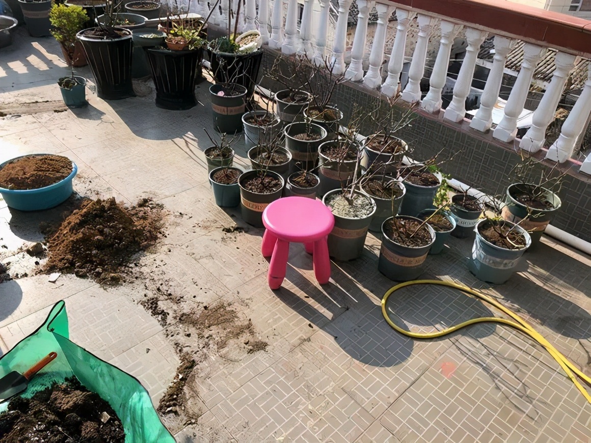 换盆黄叶掉叶,黄叶换盆最佳时间