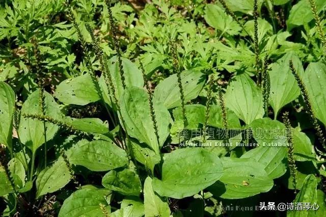 每天最少学一味中药苦参,每天最少学一味中药川乌