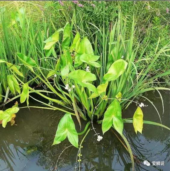 适合锦鲤池水面种植的植物,锦鲤鱼池能长什么植物