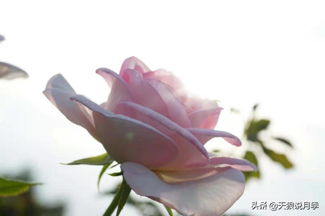 优雅女士月季花,奇葩月季品种图片