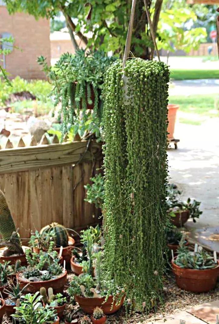 吊兰多肉养护技巧和方法,多肉吊兰哪个品种观赏性好