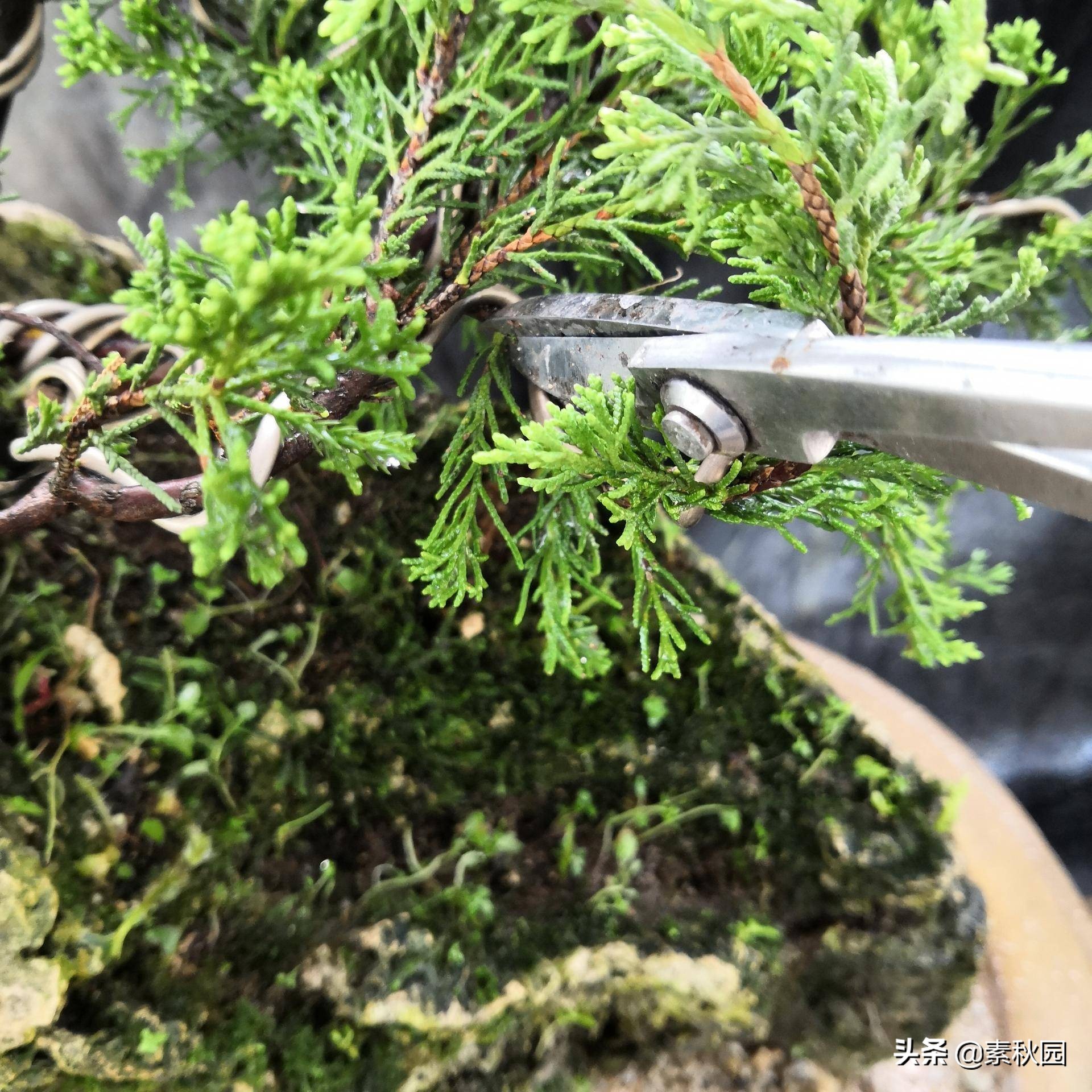 关于系鱼川真柏苗与铝线在石头上发生的那些事儿