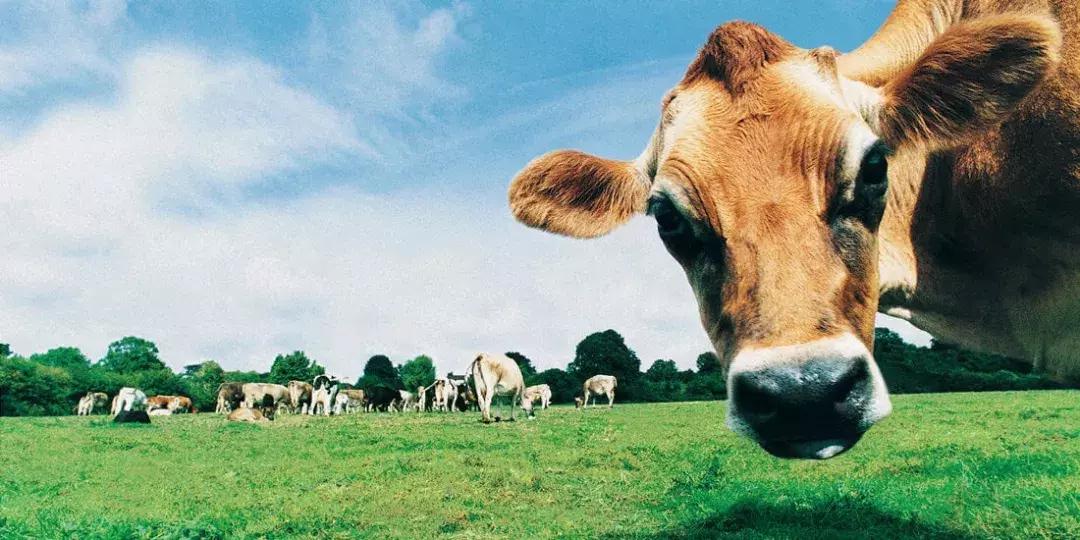 澳洲牛奶销量,澳洲woolworths和澳洲priceline