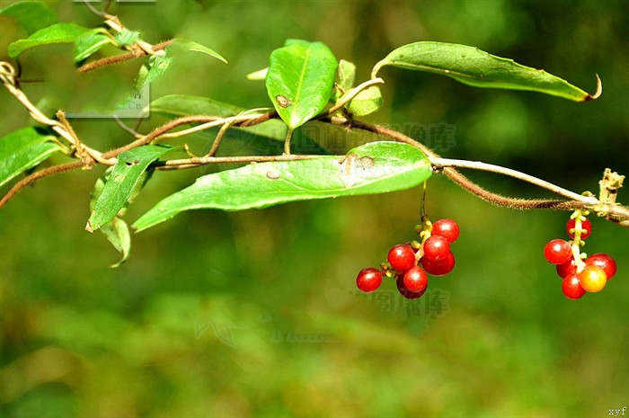 铁箍散泡酒的功效与作用,铁箍散植物