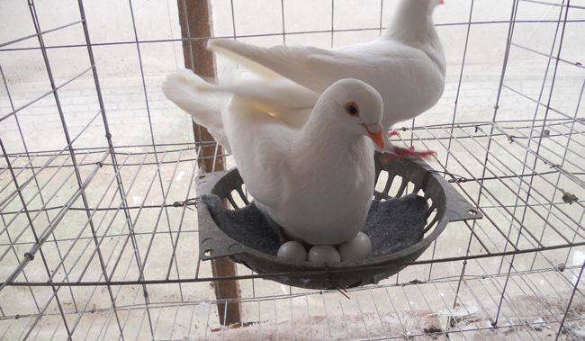 鸽子种鸽养殖前景,鸽子种鸽养殖利润