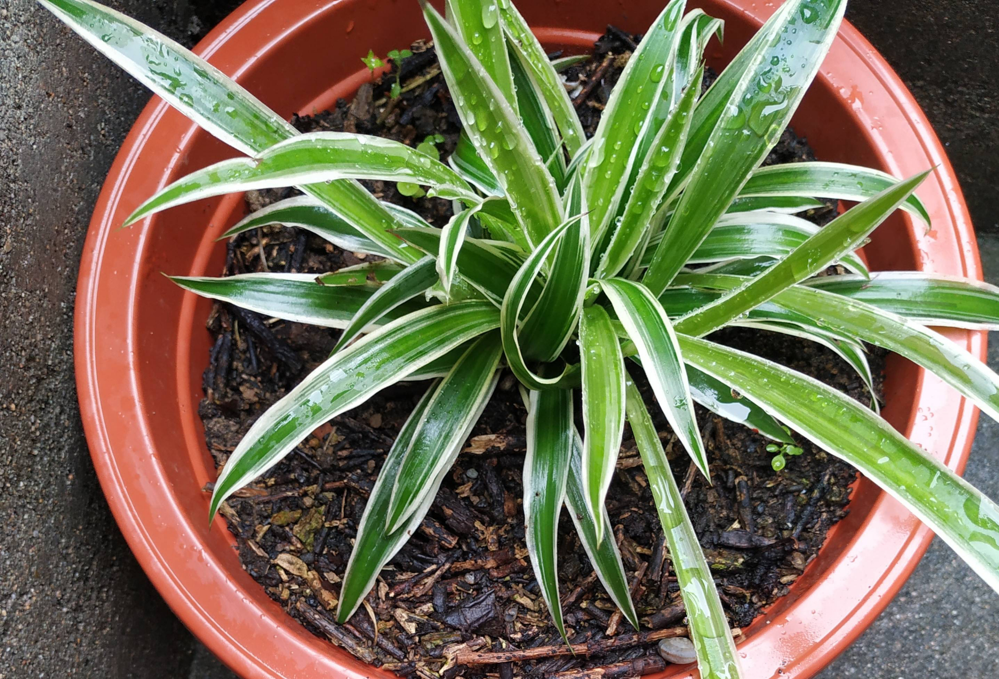 吊兰怎么养才能更旺盛10个小秘诀,青叶吊兰怎么养护才能长出匍匐茎