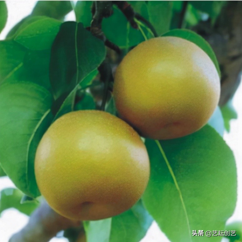 全国农产品地理标志分布地图,全国地理标志农产品