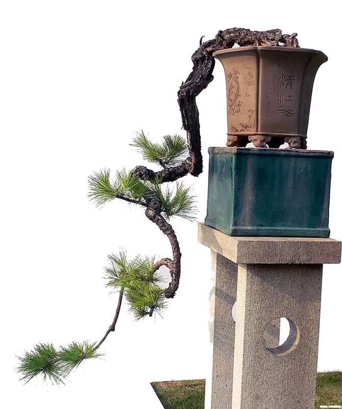 黑松剪根换盆多长时间可以晒太阳 (黑松换盆连续下雨又换一次可以吗)