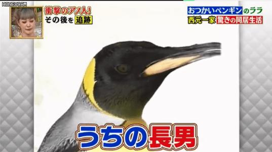 去世的小企鹅,死去的南极企鹅