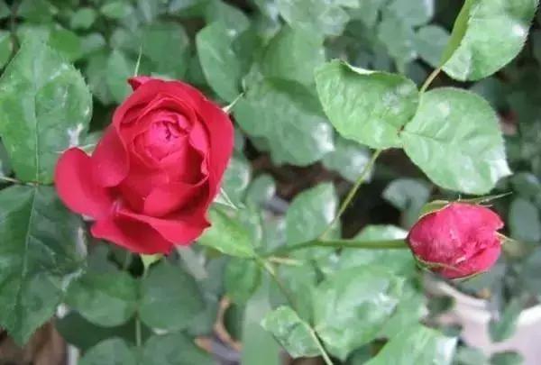 白芨病害及防治,白粉病用药防治