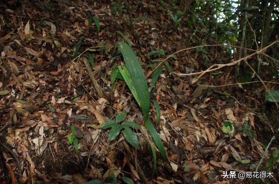 杜鹃兰属于几级保护植物,杜鹃兰品种图片