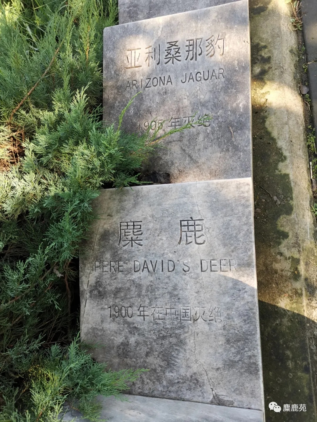 北京世界灭绝动物墓地,世界灭绝动物的墓地在哪里