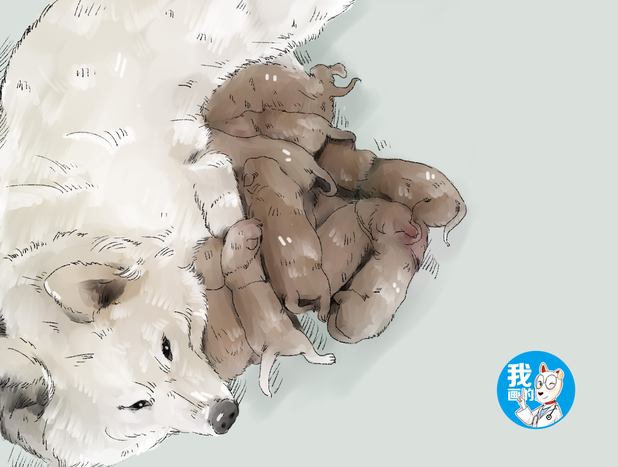 萨摩耶怀孕前兆,萨摩耶知道主人怀孕会有什么反应