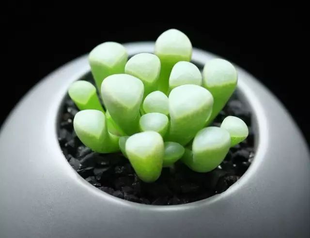 多肉植物好养又容易开花,长相怪异的9种多肉植物