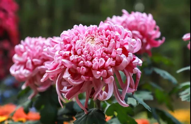 重阳节赏菊花的介绍,赏菊打卡好去处