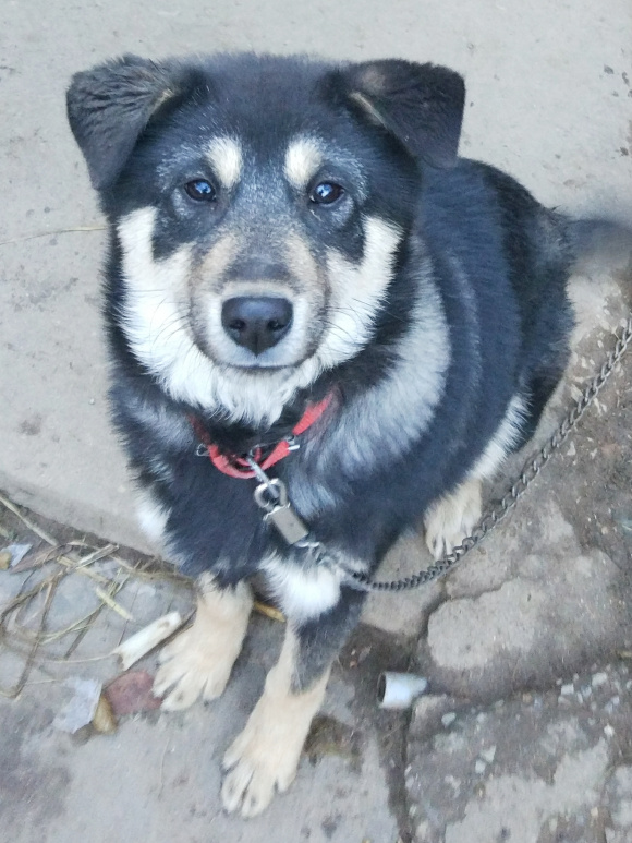 家狗藏獒,家狗柴犬