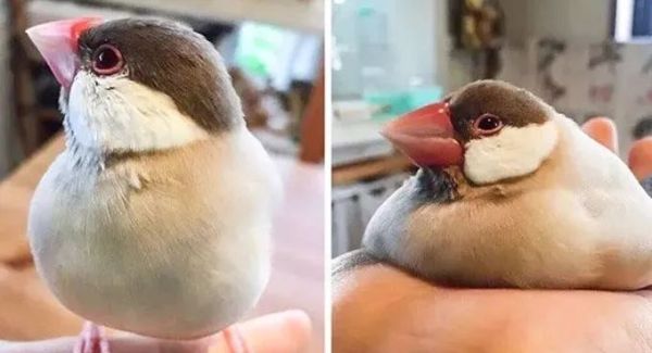 萌萌的动物名字,萌萌哒的植物角名称