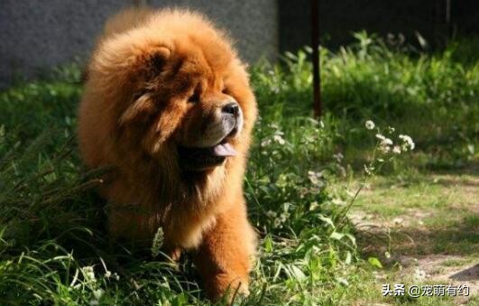 新手喂养松狮犬需要注意哪些问题,松狮犬好养吗如何饲养松狮犬